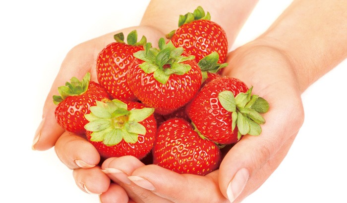 봄의 전령사 딸기 봄의 전령사 딸기